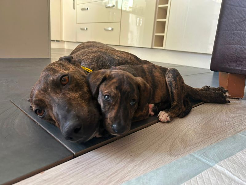 a brindle lurcher adult dog with one of her pups lying on the floor looking at the camera
