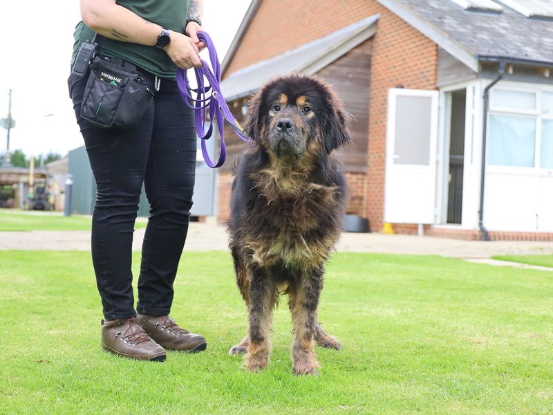 Oliver the Tibetan Mastiff arrived at Leeds RC badly in need of care