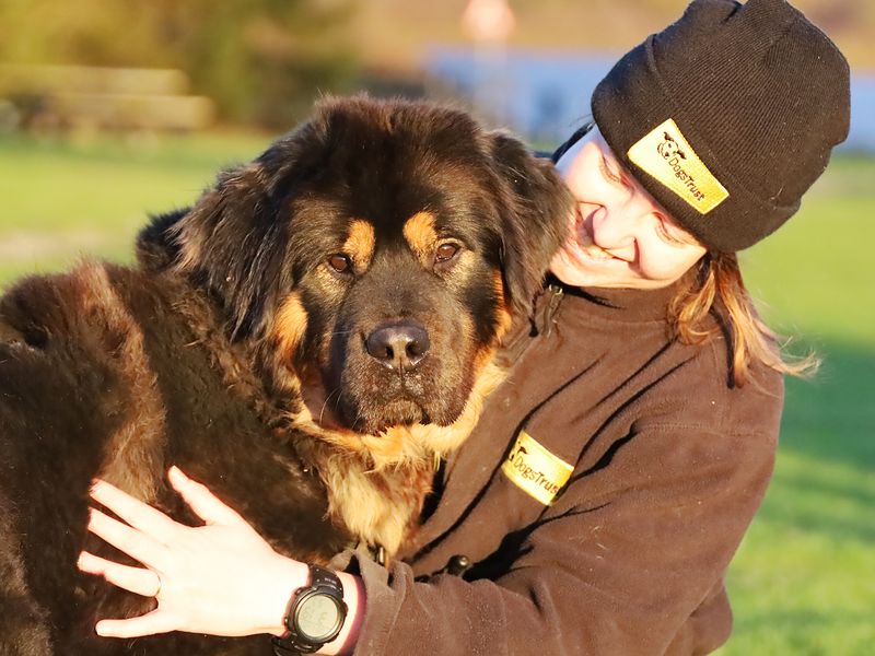 Oliver the Tibetan Mastiff with Canine Supervisor Holly Clements Barr 