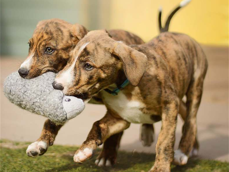 two brindle lurcher puppies walking holding a toy together