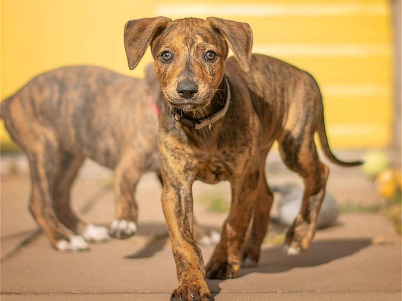 two brindle lurchers standing in a play area