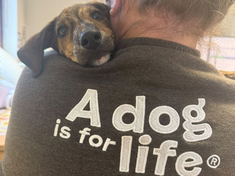 a brindle lurcher hugging a member of staff