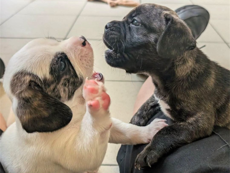 two french bulldog cross puppies playing together