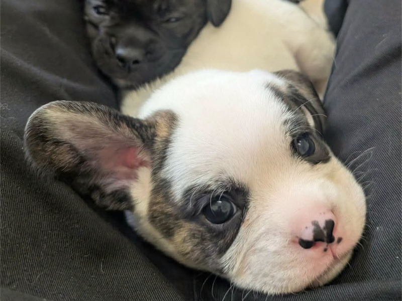 two french bulldog cross puppies laying in someones lap