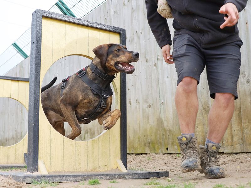 Zena the Rottweiler cross practices agility at Dogs Trust Leeds