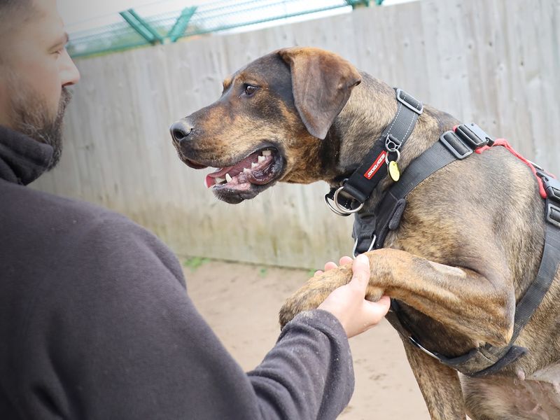 Zena the Rottweiler cross gives paw at Dogs Trust Leeds