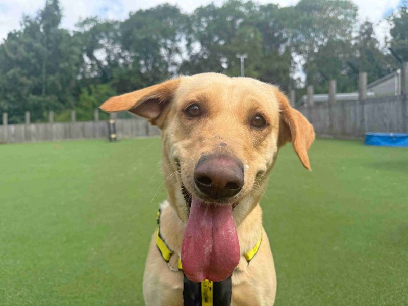 Yazoo the yellow labrador cross was helped by Dogs Trust's ambulance service
