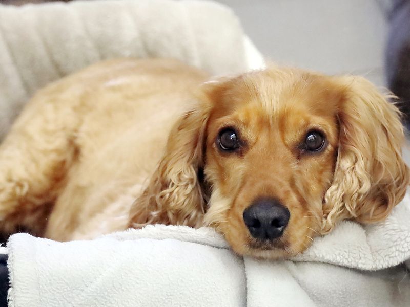 Poppy, a blonde Cocker Spaniel, relaxes on a sofa at Leeds rehoming centre