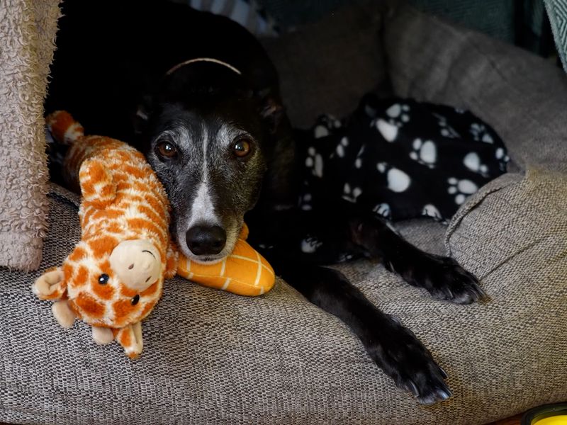 Gilly the firework-fearful rescue Greyhound relaxes in a crate with her blankets and toys