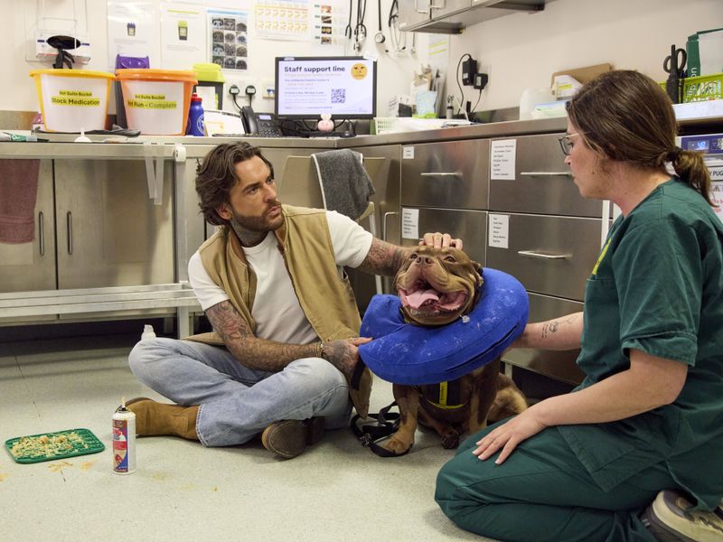 Pete wicks with vet sitting on on the floor with a brown bully breed wearing a fabric cone collar