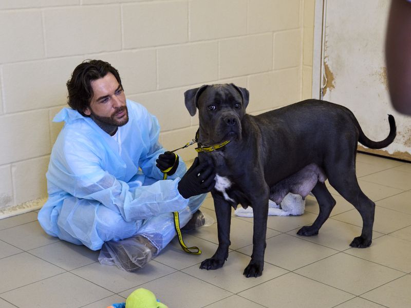 Pete wicks holding a grey Cane Corso adult dog on lead in a kennel wearing blue PPE