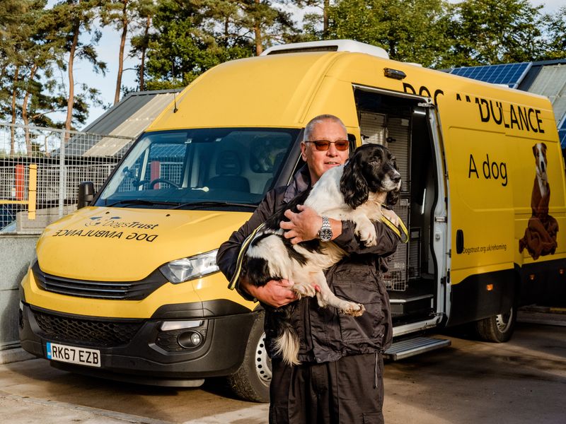 An ambulance driver for Dogs Trust standing in front of a yellow dog ambulance while holding a black and white springer spaniel