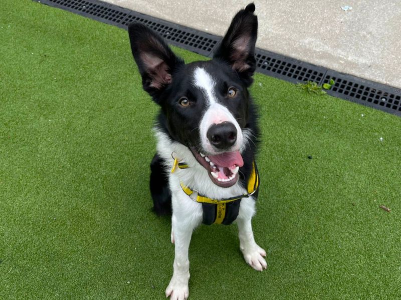 Wombat the Border Collie was helped by Dogs Trust's ambulance service