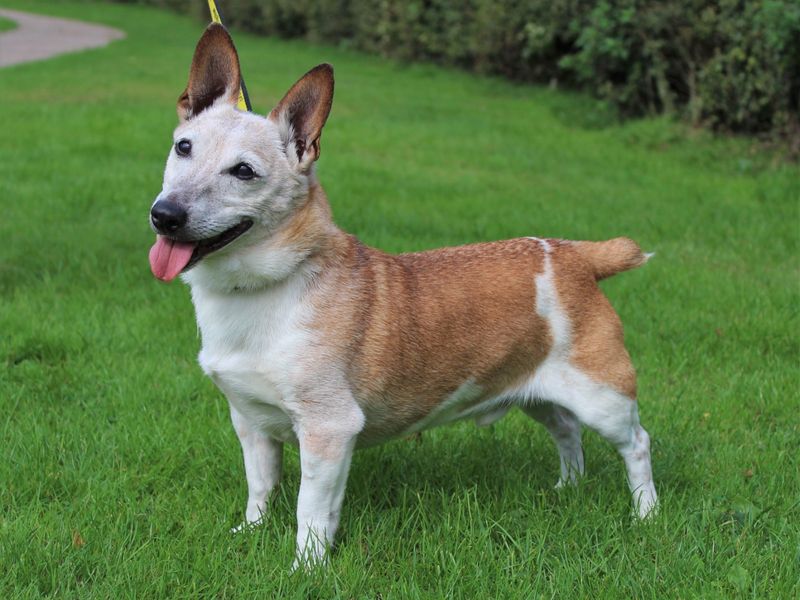 Jack Russell puppies for sale in Kenilworth – 18 years old