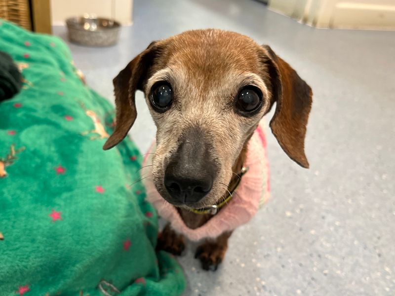 Dachshund for adoption in Liverpool, Merseyside – 14 years old - Image 2 of 5