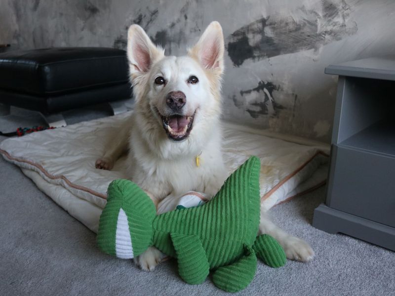 Adopt a German Shepherd Dog Cross Rescue Dog | Rico | Dogs Trust