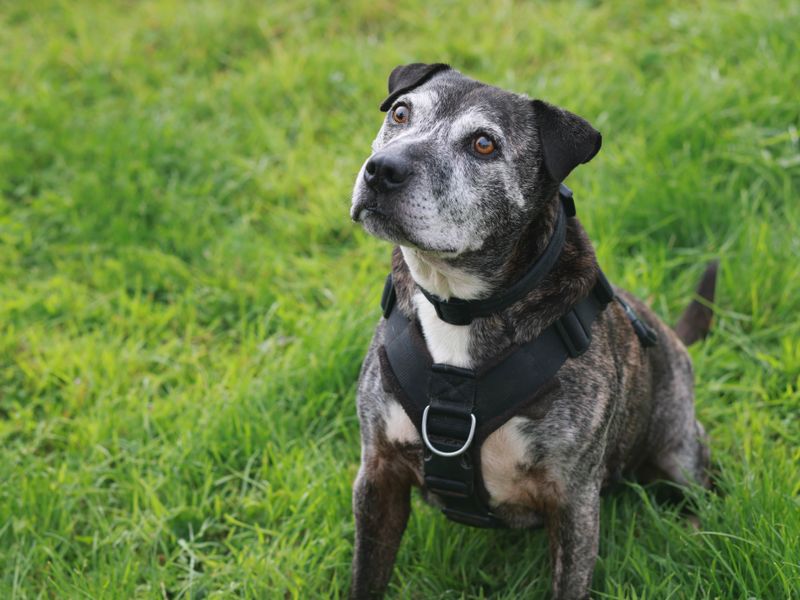 Dogs trust hot sale stafford
