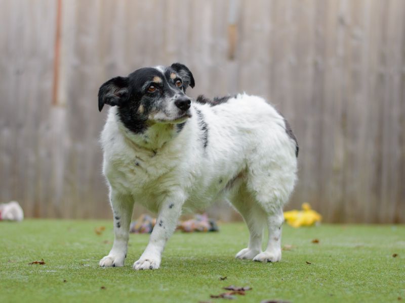 Jack Russell Terrier for adoption in Kenilworth, Warks – 14 years old - Image 3 of 3