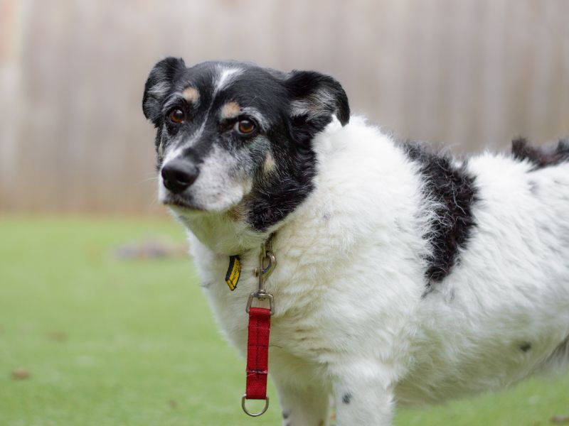 Jack Russell Terrier for adoption in Kenilworth, Warks – 14 years old - Image 2 of 3