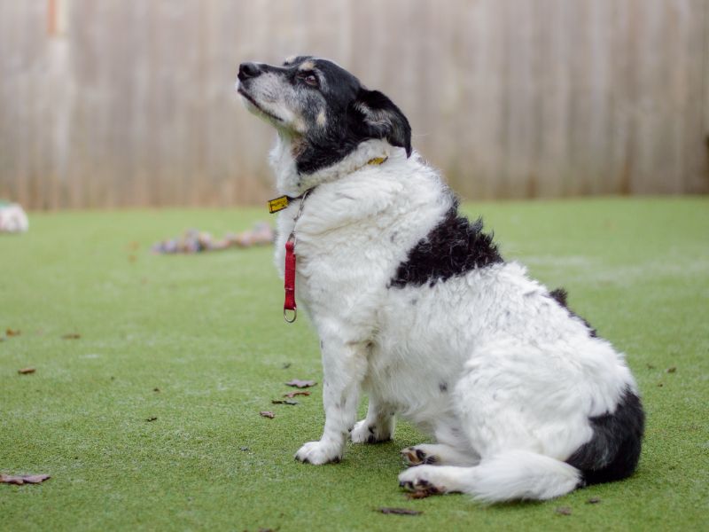 Jack Russell Terrier for adoption in Kenilworth, Warks – 14 years old - Image 1 of 3