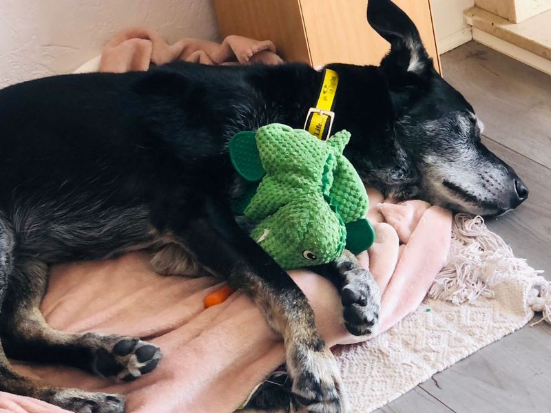 Border Collie for adoption in Glasgow, Scotland – 13 years old