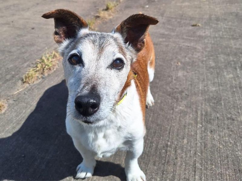 Riley for sale in Telford, Shropshire