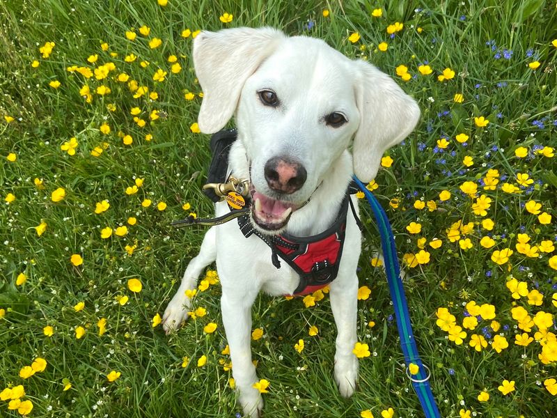 Boogie for sale in Newton Tony - Image 2