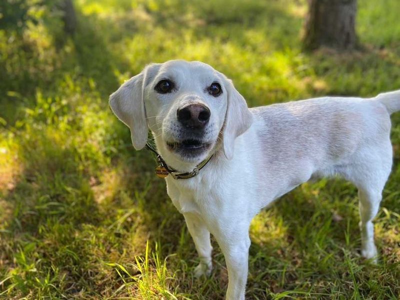 Boogie for sale in Newton Tony - Image 1