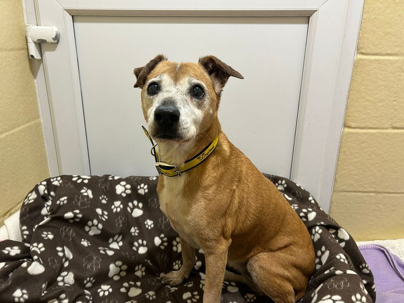 Suzie | Crossbreed | Basildon (Essex) - 1