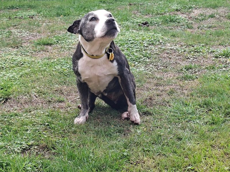 Belle | Terrier (Staffordshire Bull) | Kenilworth (West Midlands) - 2