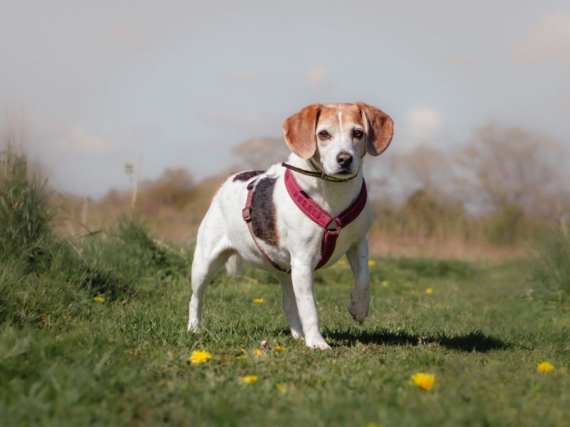 Beagle for adoption in Kenilworth, Warks – 13 years old - Image 2 of 7