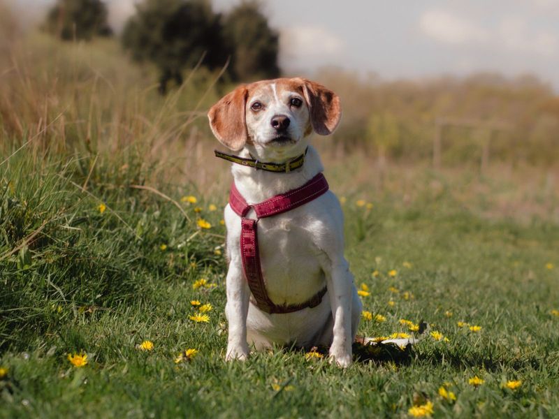 Beagle for adoption in Kenilworth, Warks – 13 years old - Image 7 of 7