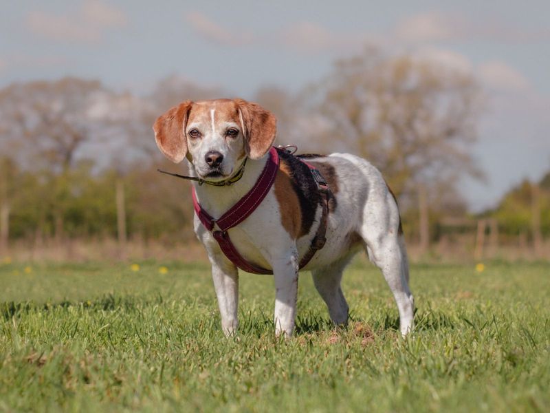 Beagle for adoption in Kenilworth, Warks – 13 years old - Image 6 of 7