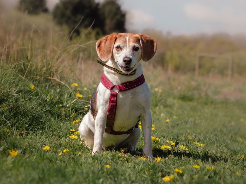 Beagle for adoption in Kenilworth, Warks – 13 years old - Image 4 of 7