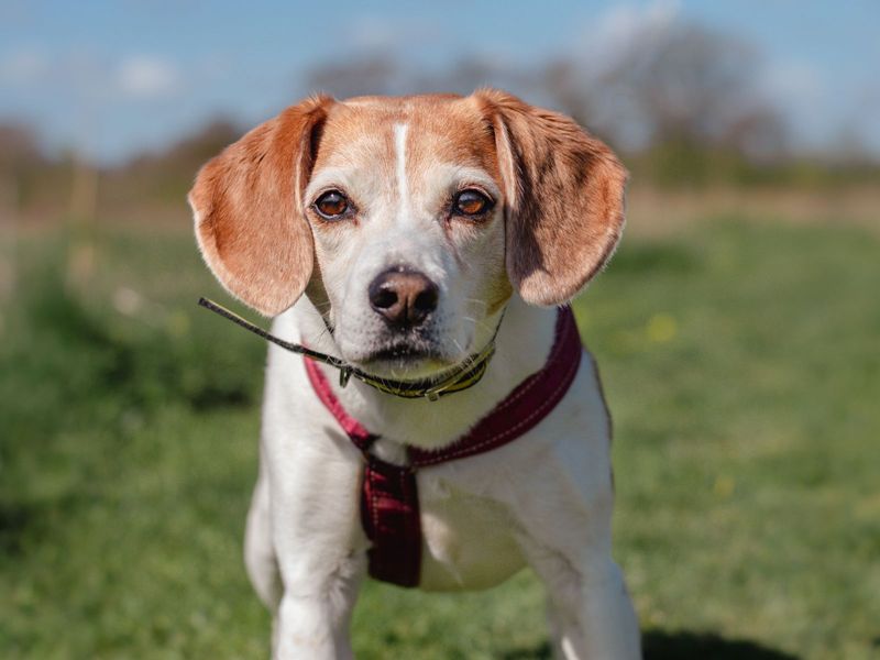 Beagle for adoption in Kenilworth, Warks – 13 years old - Image 1 of 7