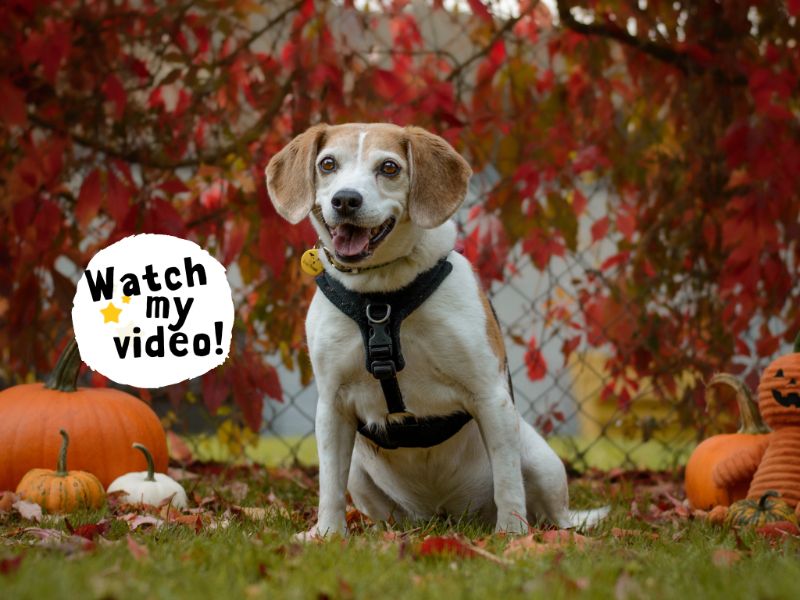 Beagle for adoption in Kenilworth, Warks – 13 years old - Image 5 of 7