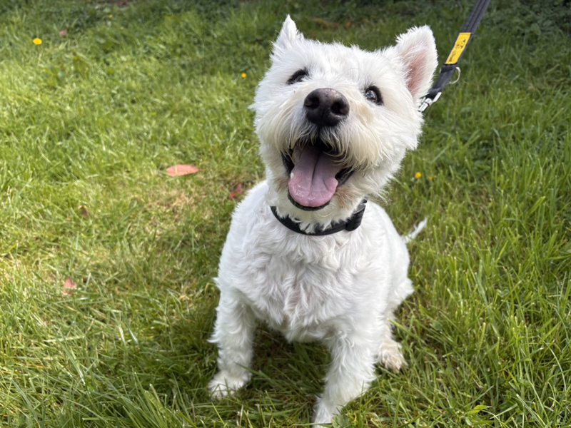 Oliver | Terrier (West Highland White) | Loughborough - 1