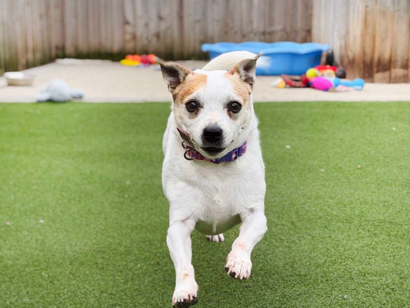Darcey | Terrier (Jack Russell) Cross | Leeds - 2