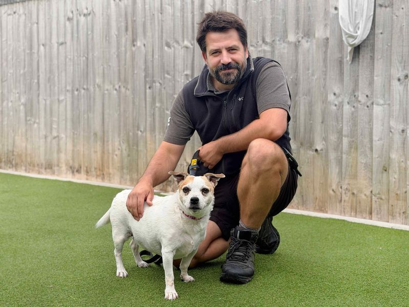 Darcey | Terrier (Jack Russell) Cross | Leeds - 3