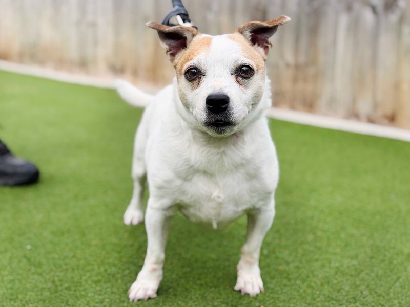 Darcey | Terrier (Jack Russell) Cross | Leeds - 1