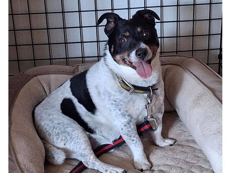 Barley | Terrier (Jack Russell) Cross | Snetterton (Norfolk) - 1