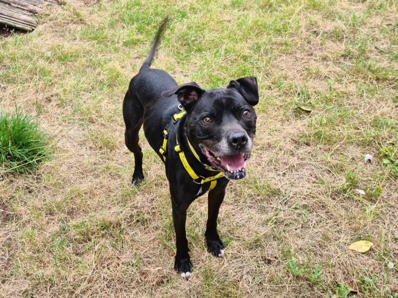 Staffordshire Bull Terrier for adoption in Wymeswold, Leicestershire – 13 years old - Image 2 of 2