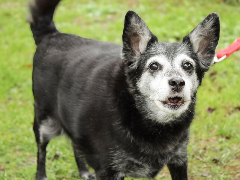 Molly | Crossbreed | Newbury (Berkshire) - 2