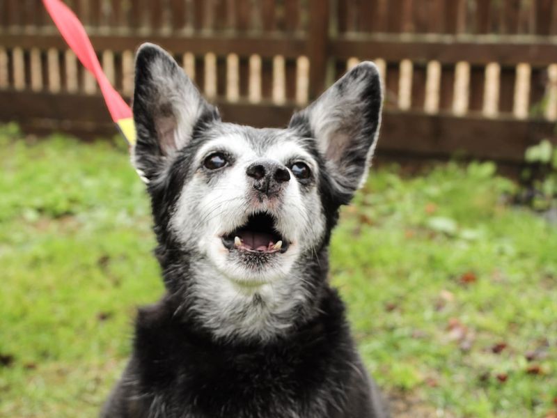 Molly | Crossbreed | Newbury (Berkshire) - 1