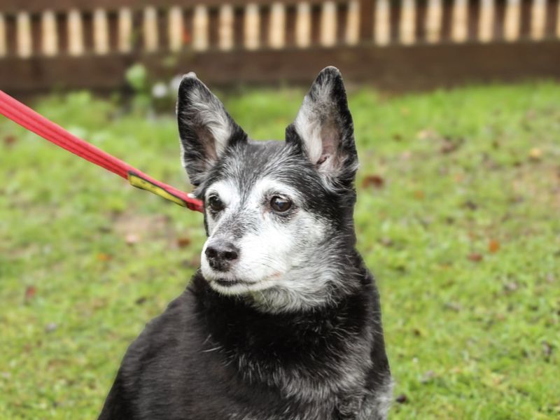 Molly | Crossbreed | Newbury (Berkshire) - 4