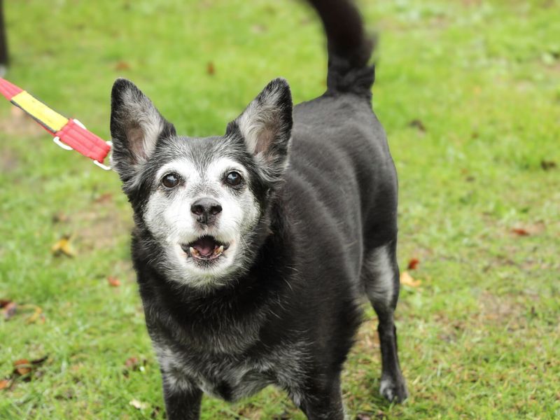 Molly | Crossbreed | Newbury (Berkshire) - 3