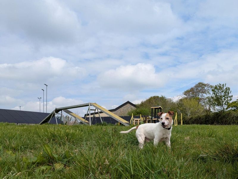 Lester for sale in Mid Glamorgan, Wales | Image 2