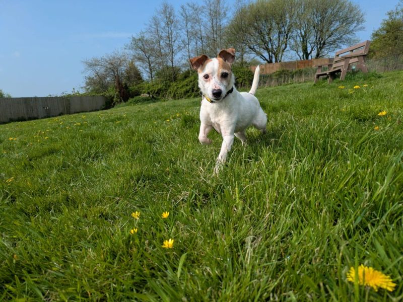 Lester for sale in Mid Glamorgan, Wales