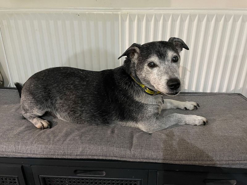 Mylo for sale in Telford, Shropshire - Image 2