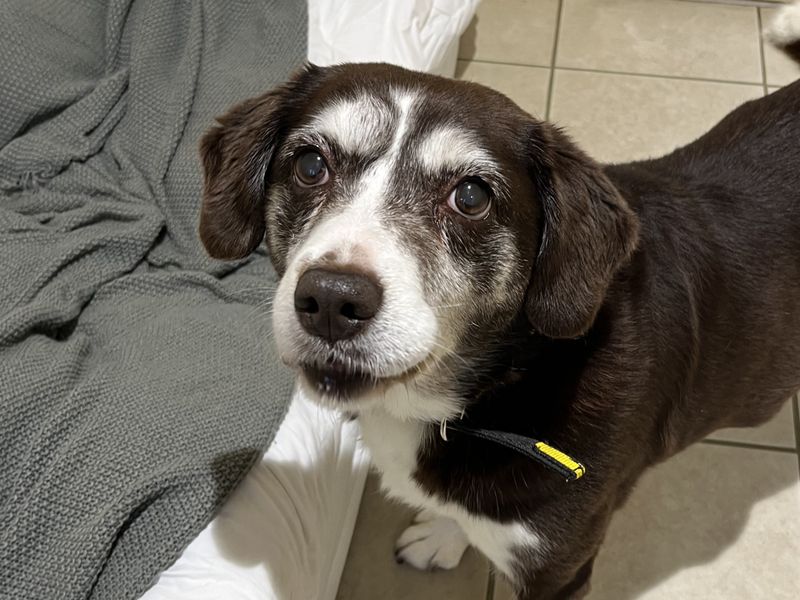 Border Collie for adoption in Ballymena, Co Antrim – 12 years old - Image 2 of 2